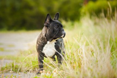 Tatlı Fransız Bulldog köpek yavrusu.