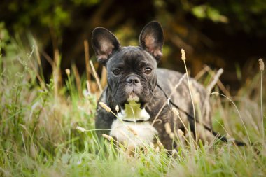 Tatlı Fransız Bulldog köpek yavrusu.