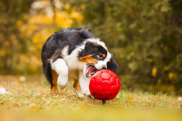 Australian Shepherd Hund Freien — Stockfoto