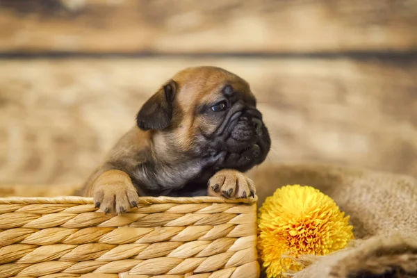 かわいいフランスのブルドッグ子犬 — ストック写真