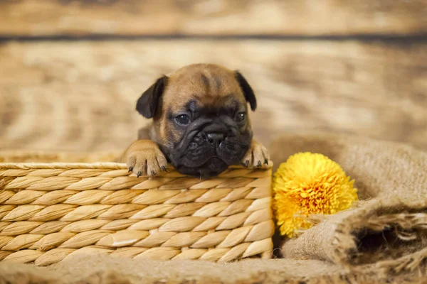 かわいいフランスのブルドッグ子犬 — ストック写真