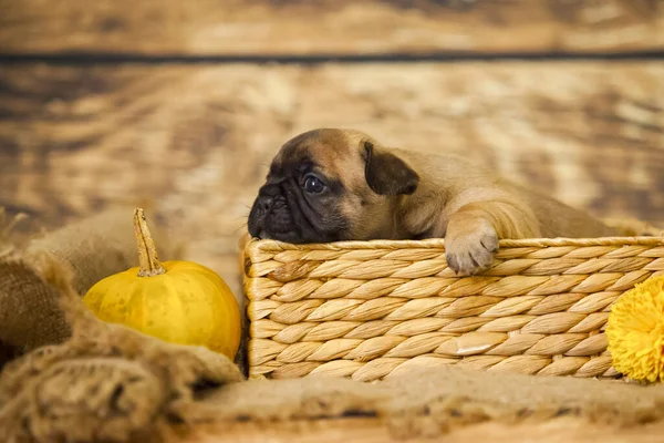 Petit Bouledogue Français Mignon Chiot — Photo