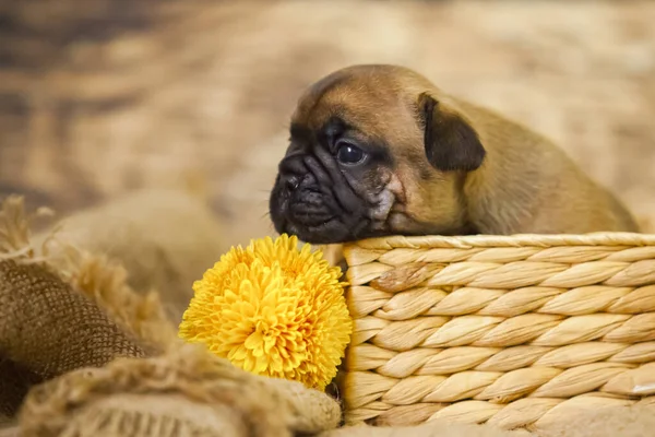 かわいいフランスのブルドッグ子犬 — ストック写真