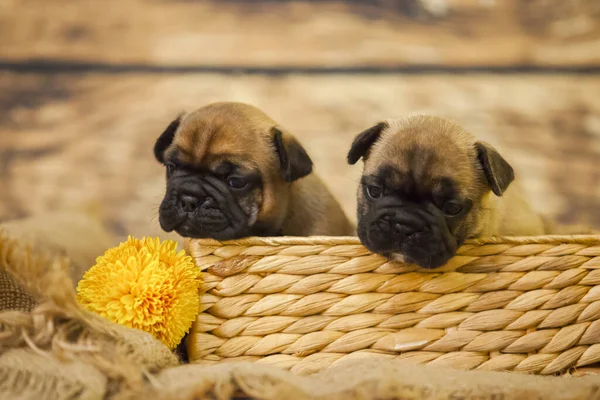 Petits Chiots Bouledogue Français Mignons — Photo