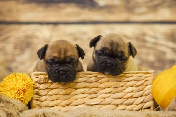 Petits Chiots Bouledogue Français Mignons — Photo