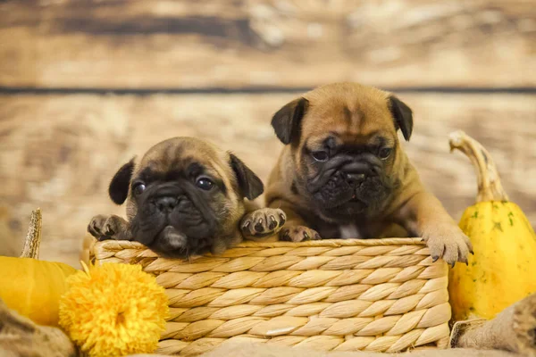 Kleine Schattige Franse Bulldog Puppies — Stockfoto