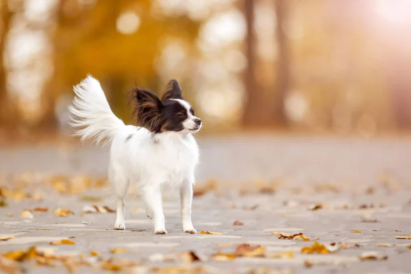 Haariger Chihuahua Freien — Stockfoto