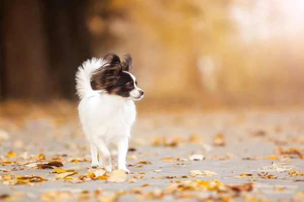 Haariger Chihuahua Freien — Stockfoto