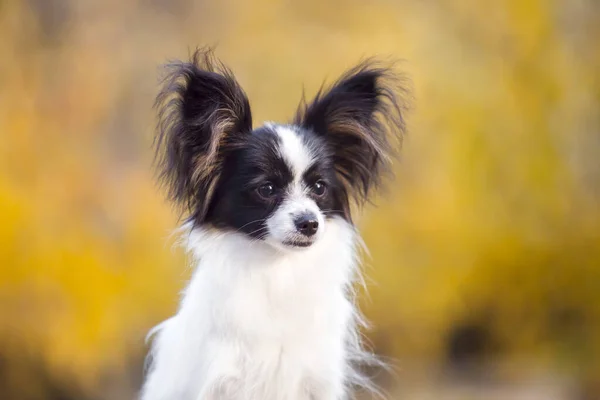 Cheveux Chihuahua Portrait Plein Air — Photo