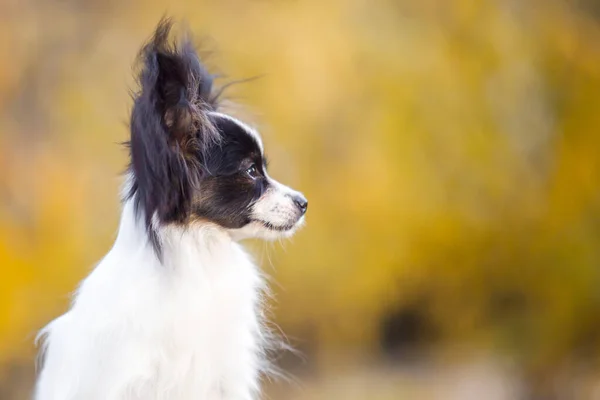 Μαλλιά Chihuahua Υπαίθριο Πορτρέτο — Φωτογραφία Αρχείου