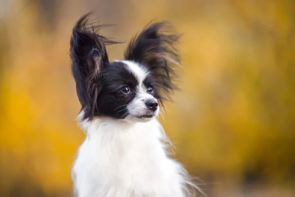 Hår Chihuahua Utomhus Porträtt — Stockfoto