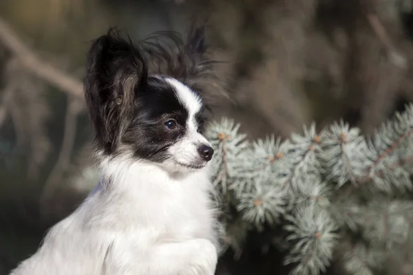 Hår Chihuahua Utomhus Porträtt — Stockfoto