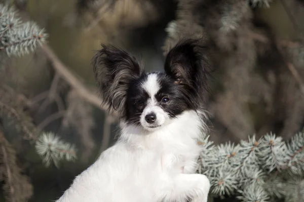 Karvainen Chihuahua Ulkona Muotokuva — kuvapankkivalokuva