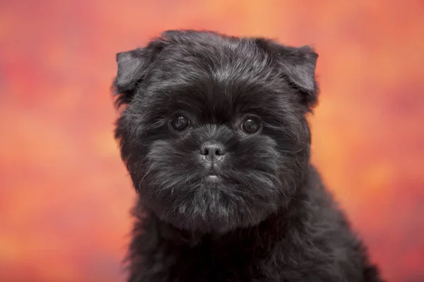 Brussels Griffon Puppy Studio Background — Stock Photo, Image