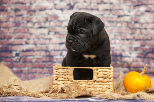 Cana Corso Filhote Cachorro Perto — Fotografia de Stock