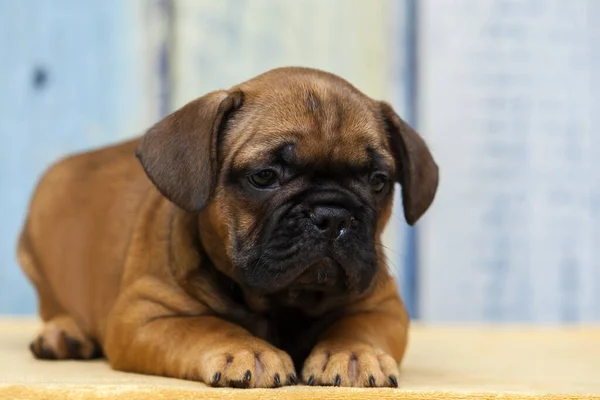 Mops Szczeniak Kryty Portret — Zdjęcie stockowe