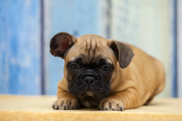 Pug Puppy Indoor Portrait — Stock fotografie