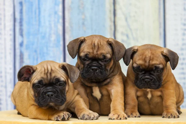 Pequenos Filhotes Bulldog Francês Bonito — Fotografia de Stock