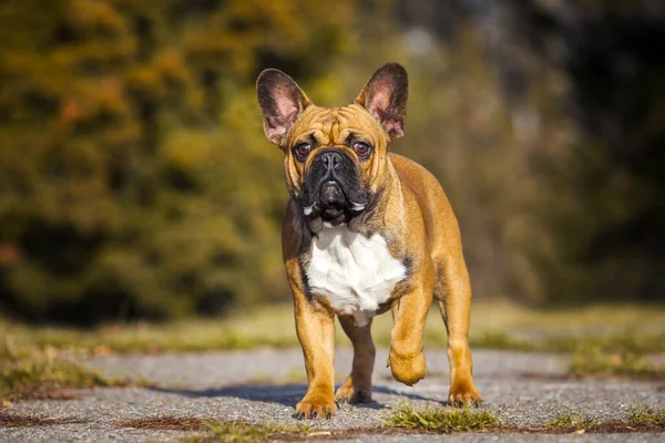 Tatlı Fransız Bulldog Köpek Yavrusu — Stok fotoğraf