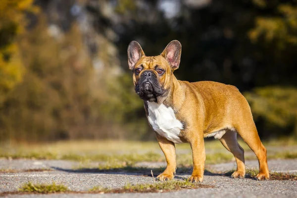 Tatlı Fransız Bulldog Köpek Yavrusu — Stok fotoğraf