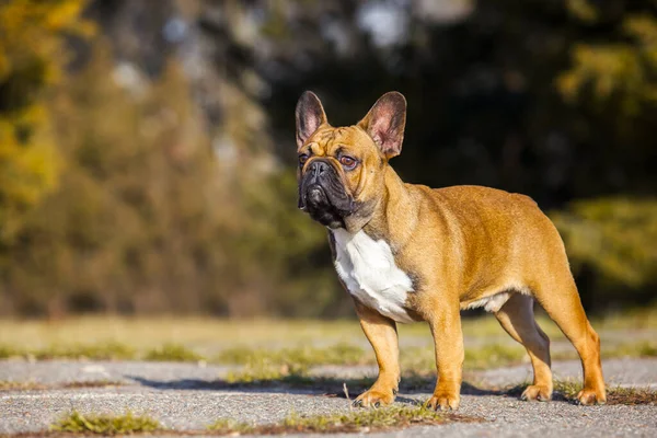 Cute French Bulldog Puppy Outdoor — Stock Photo, Image