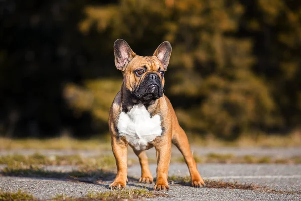 Tatlı Fransız Bulldog Köpek Yavrusu — Stok fotoğraf