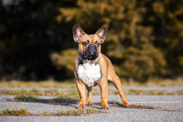 Cute Francuski Bulldog Szczeniak Odkryty — Zdjęcie stockowe