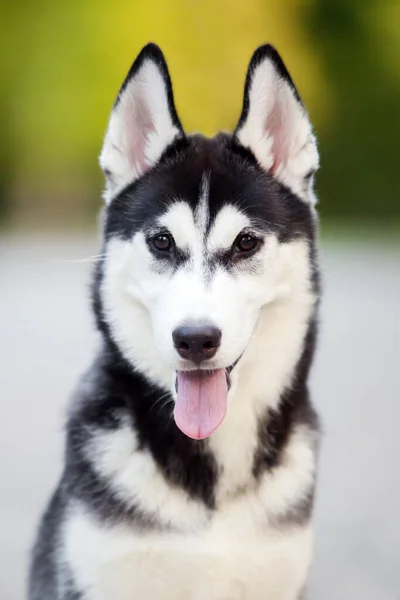 Σιβηρίας Husky Κουτάβι Εξωτερικούς Χώρους — Φωτογραφία Αρχείου