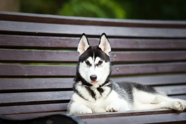 Siberian Husky Puppy Outdoors — Stock Photo, Image