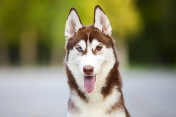 Siberische Husky Puppy Buiten — Stockfoto