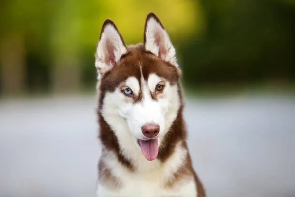 Syberyjski Szczeniak Husky Zewnątrz — Zdjęcie stockowe