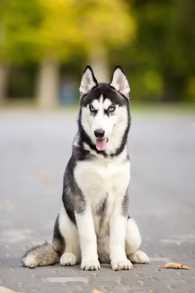 Siberian Husky Puppy Outdoors — Stock Photo, Image