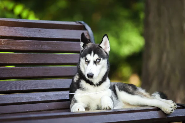 Siberische Husky Puppy Buiten — Stockfoto