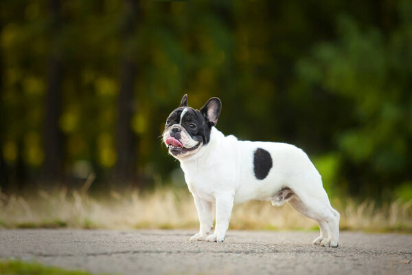Симпатичный французский бульдог под открытым небом