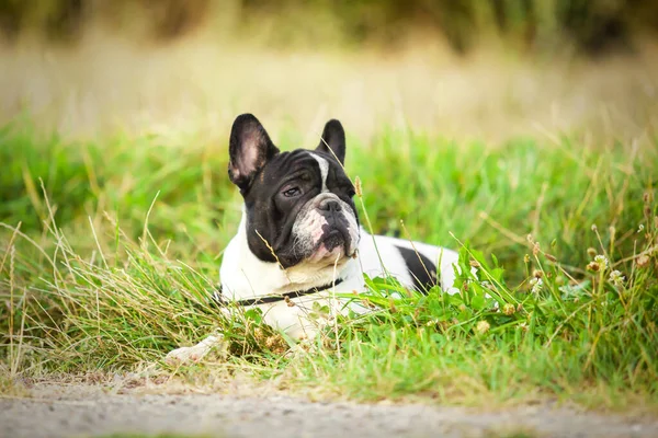 야외에서는 귀여운 프렌치 강아지 — 스톡 사진
