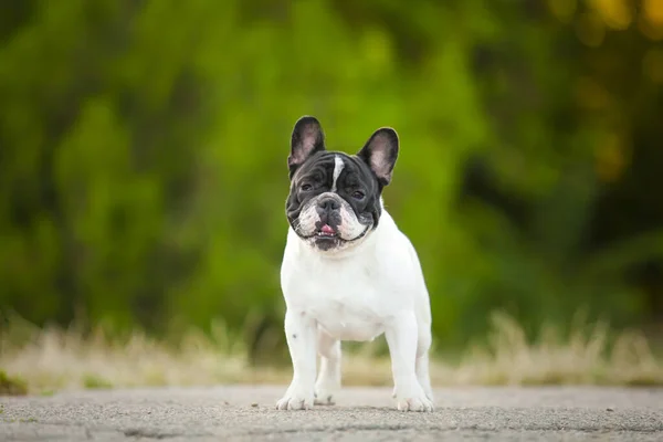 Carino Francese Bulldog Cucciolo All Aperto — Foto Stock