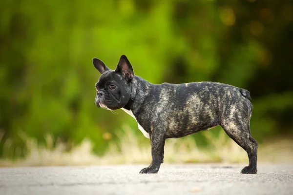 可爱的法国斗牛犬小狗户外 — 图库照片