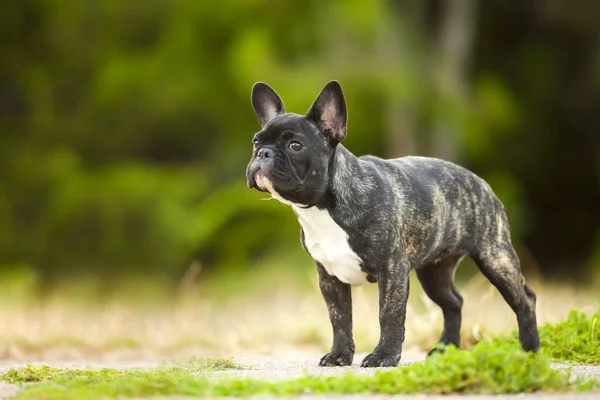 Lindo Francés Bulldog Cachorro Aire Libre — Foto de Stock