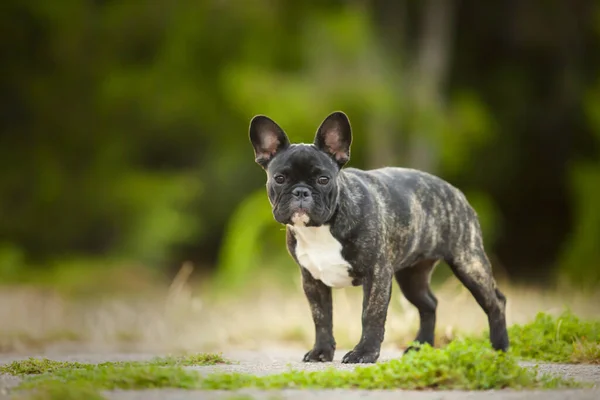 Leuke Franse Bulldog Puppy Buiten — Stockfoto