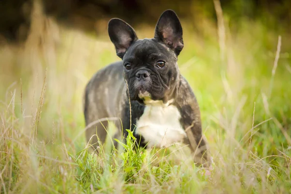 Cute Francuski Bulldog Szczeniak Odkryty — Zdjęcie stockowe