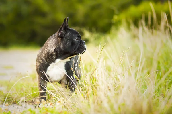 Cute French Bulldog puppy outdoor