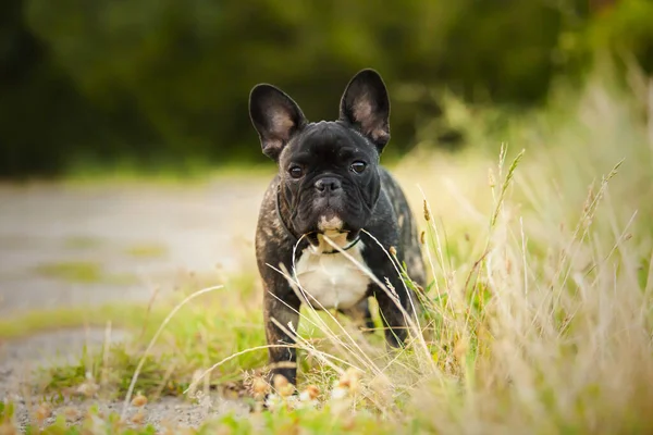 야외에서는 귀여운 프렌치 강아지 — 스톡 사진