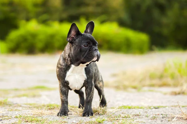 Cute Francuski Bulldog Szczeniak Odkryty — Zdjęcie stockowe