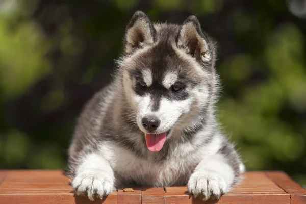 シベリアハスキー子犬屋外 — ストック写真