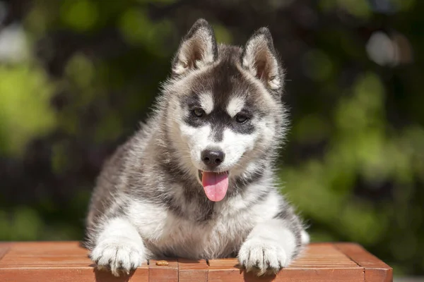 Cachorrinho Husky Siberiano Livre — Fotografia de Stock