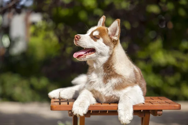 Cachorrinho Husky Siberiano Livre — Fotografia de Stock