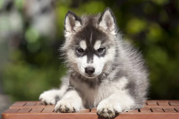 Siberiano Husky Cucciolo All Aperto — Foto Stock