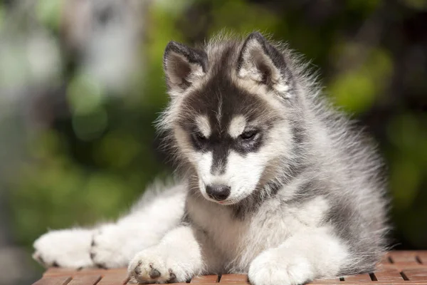 Siberiano Husky Cachorro Aire Libre —  Fotos de Stock