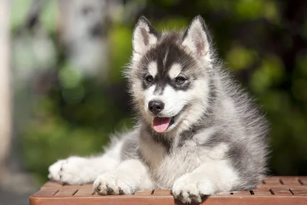 シベリアハスキー子犬屋外 — ストック写真