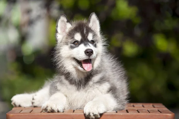 Sibirien Husky Valp Utomhus — Stockfoto